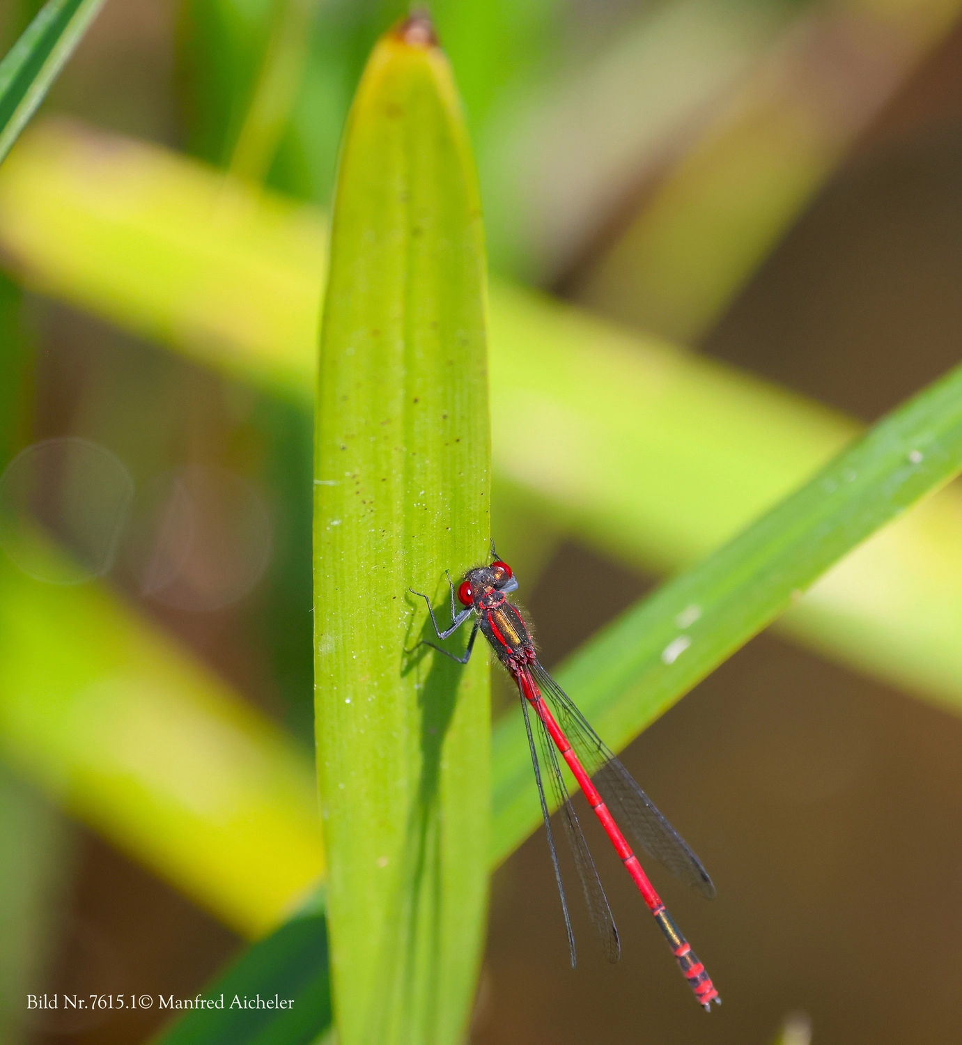 Naturfotografie - Manfred Aicheler - Flügel, Fell und Facetten