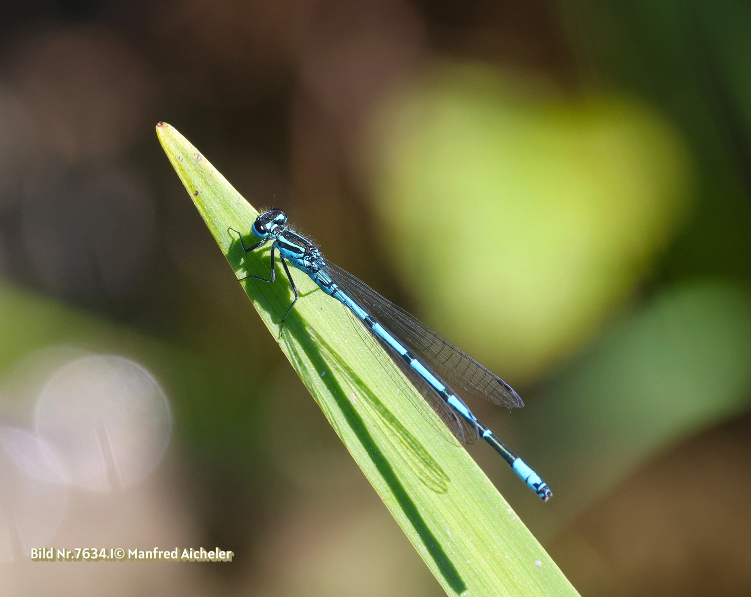 Naturfotografie - Manfred Aicheler - Flügel, Fell und Facetten