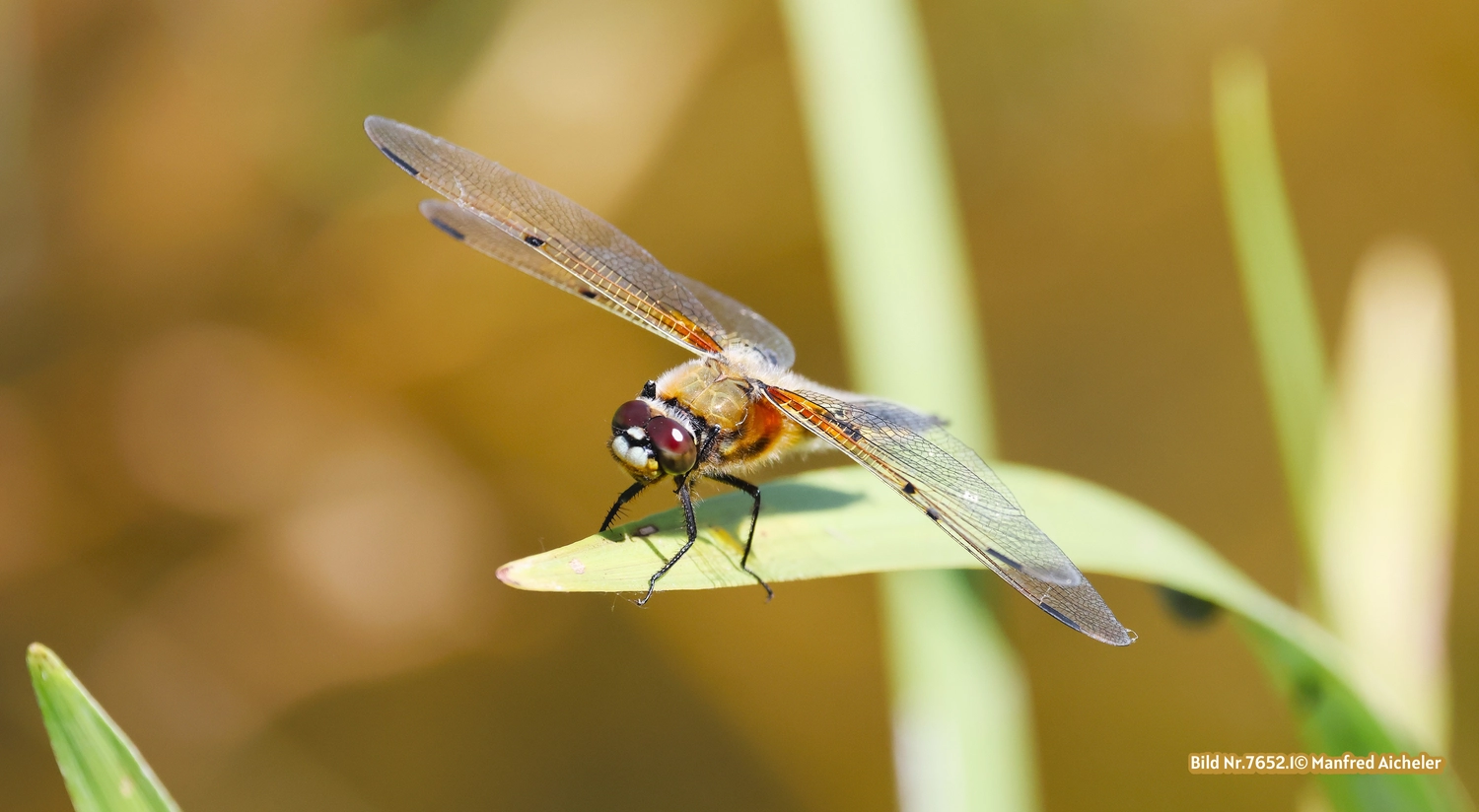 Naturfotografie - Manfred Aicheler - Flügel, Fell und Facetten
