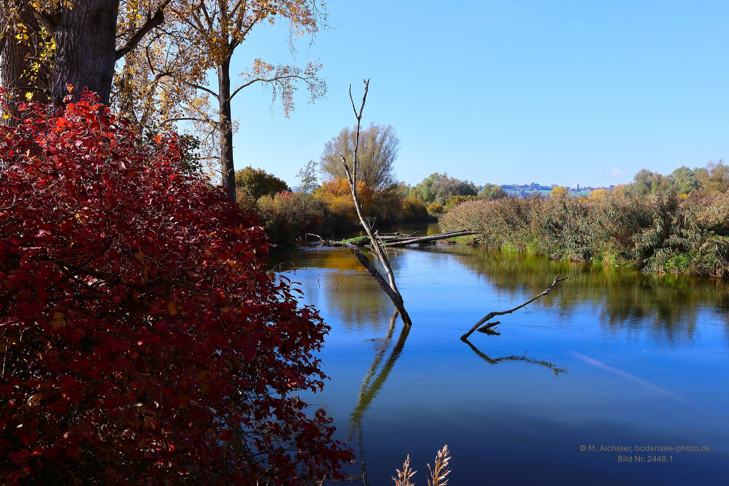 Naturfotografie - Manfred Aicheler - Bodensee -   Untersee