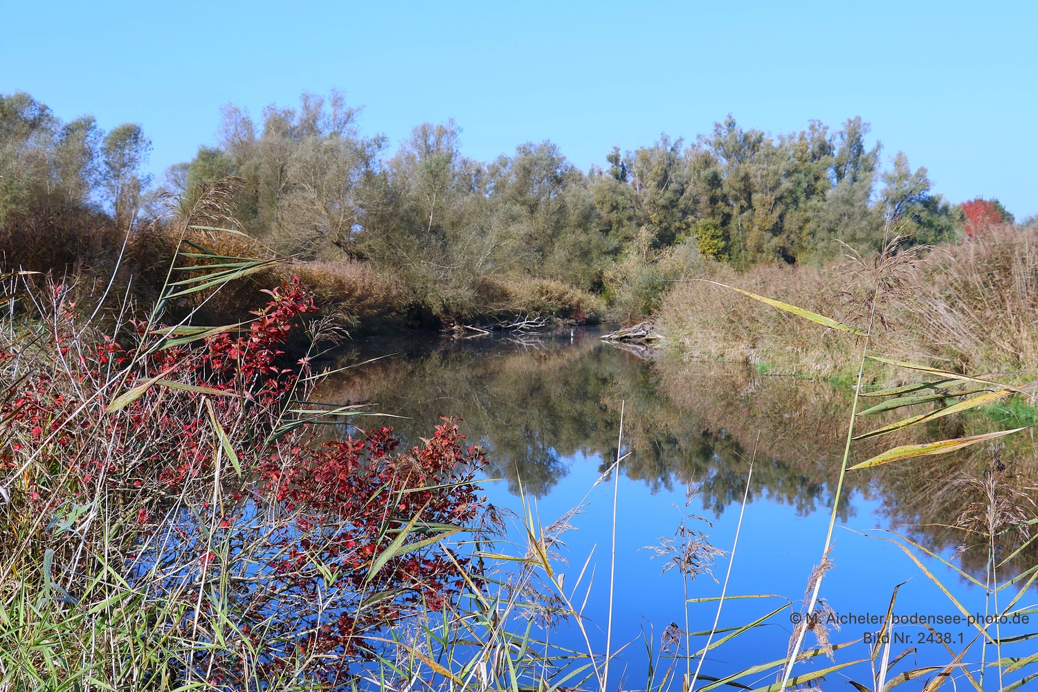 Naturfotografie - Manfred Aicheler - Bodensee -   Untersee
