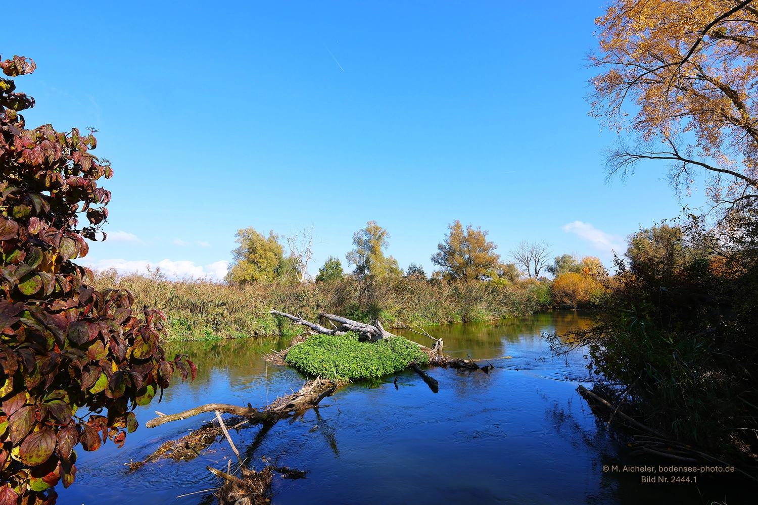 Naturfotografie - Manfred Aicheler - Bodensee -   Untersee