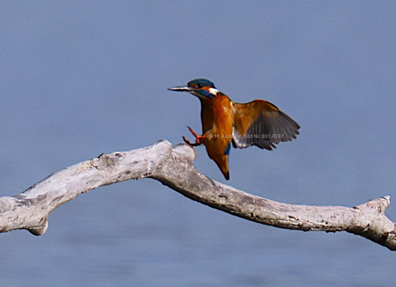 Naturfotografie - Manfred Aicheler -  Wasser- und Feuchtgebiete - Eisvogel