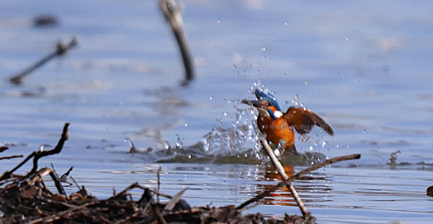Naturfotografie - Manfred Aicheler -  Wasser- und Feuchtgebiete - Eisvogel
