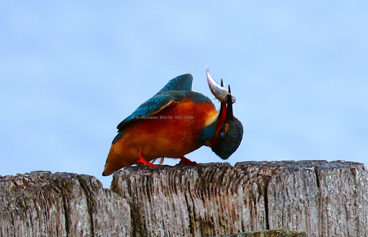 Naturfotografie - Manfred Aicheler -  Wasser- und Feuchtgebiete - Eisvogel