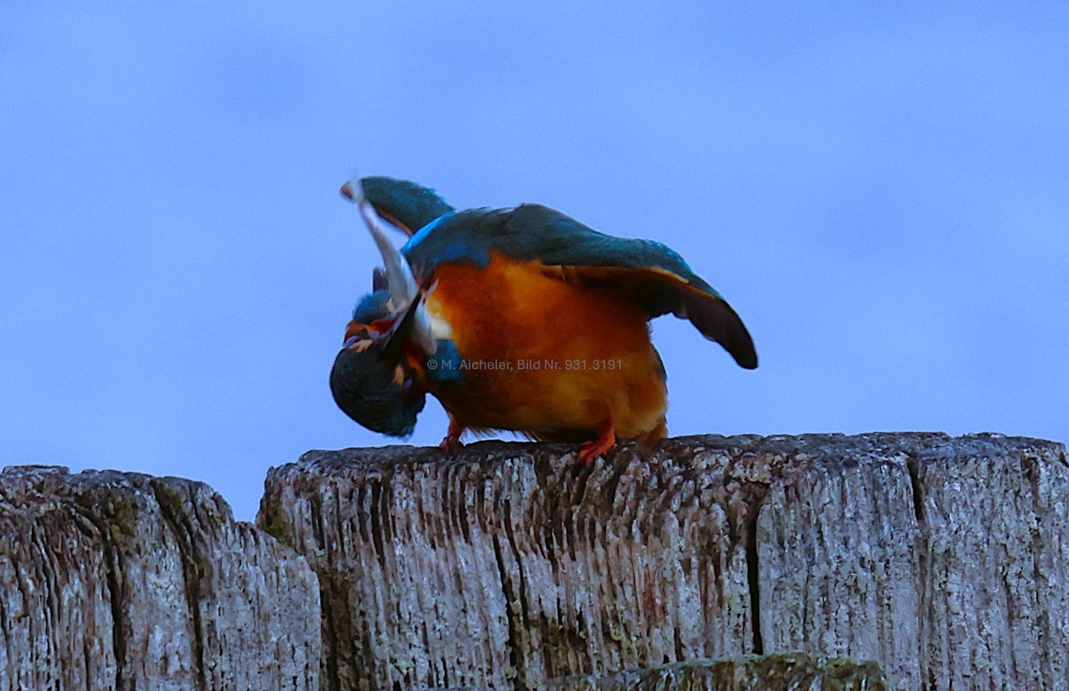 Naturfotografie - Manfred Aicheler -  Wasser- und Feuchtgebiete - Eisvogel