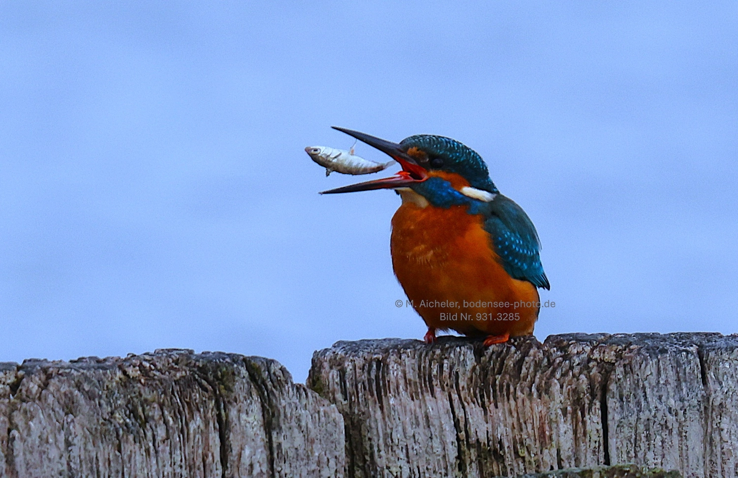 Naturfotografie - Manfred Aicheler -  Wasser- und Feuchtgebiete - Eisvogel