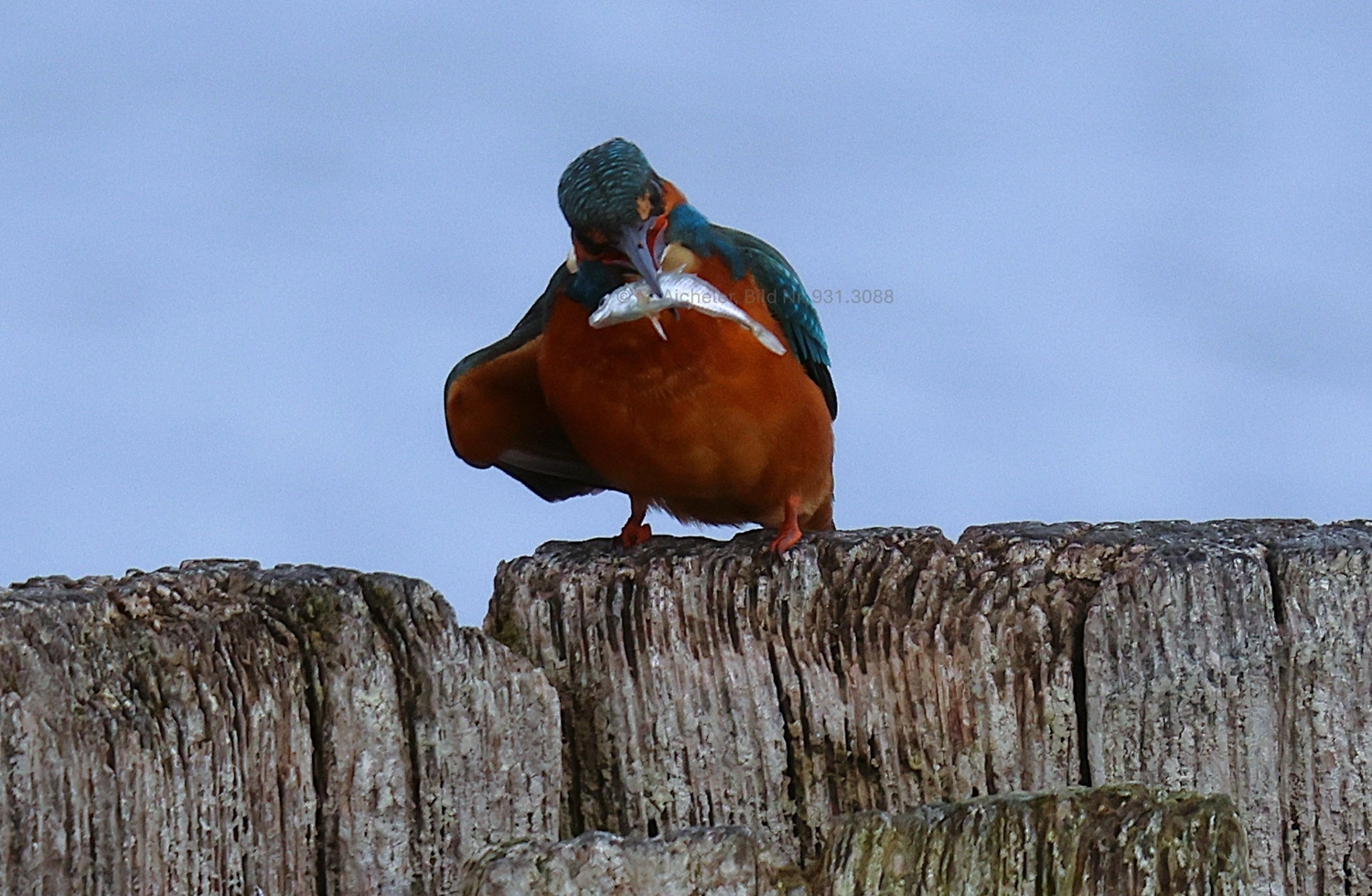 Naturfotografie - Manfred Aicheler -  Wasser- und Feuchtgebiete - Eisvogel