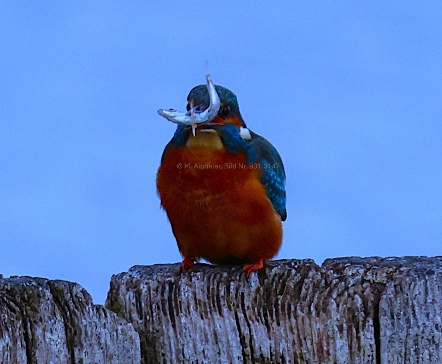 Naturfotografie - Manfred Aicheler -  Wasser- und Feuchtgebiete - Eisvogel