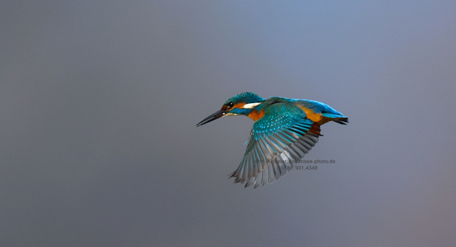 Naturfotografie - Manfred Aicheler -  Wasser- und Feuchtgebiete - Eisvogel