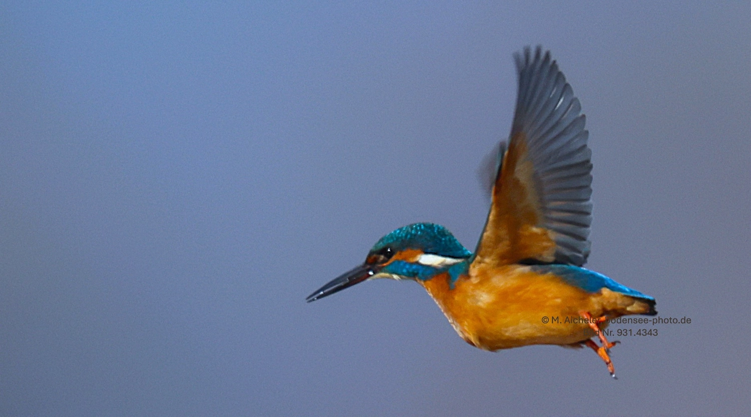 Naturfotografie - Manfred Aicheler -  Wasser- und Feuchtgebiete - Eisvogel