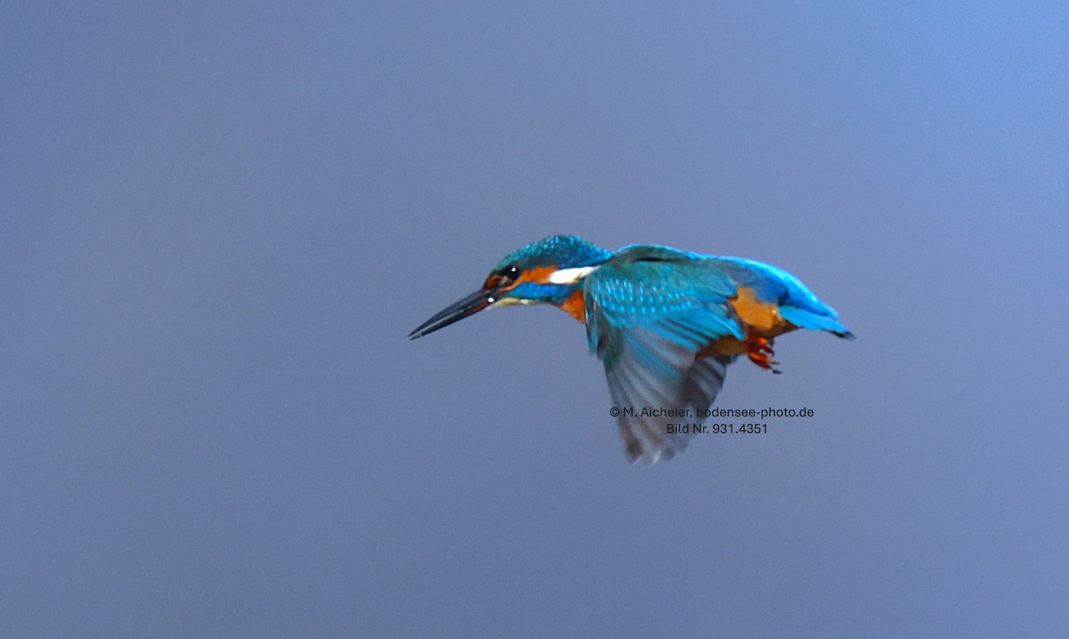 Naturfotografie - Manfred Aicheler -  Wasser- und Feuchtgebiete - Eisvogel