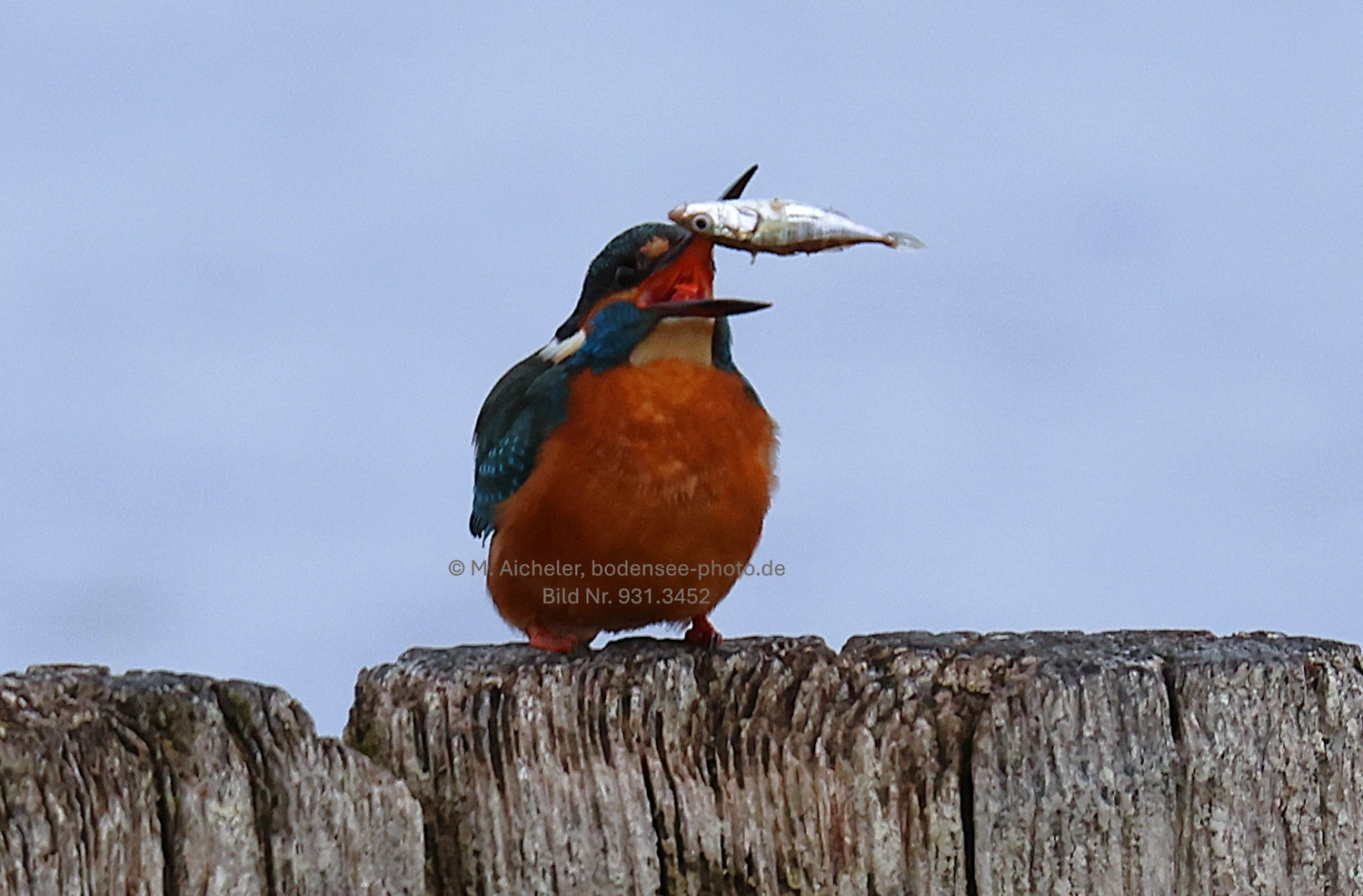 Naturfotografie - Manfred Aicheler -  Wasser- und Feuchtgebiete - Eisvogel