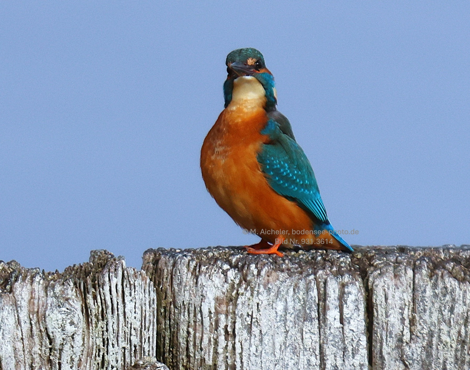 Naturfotografie - Manfred Aicheler -  Wasser- und Feuchtgebiete - Eisvogel