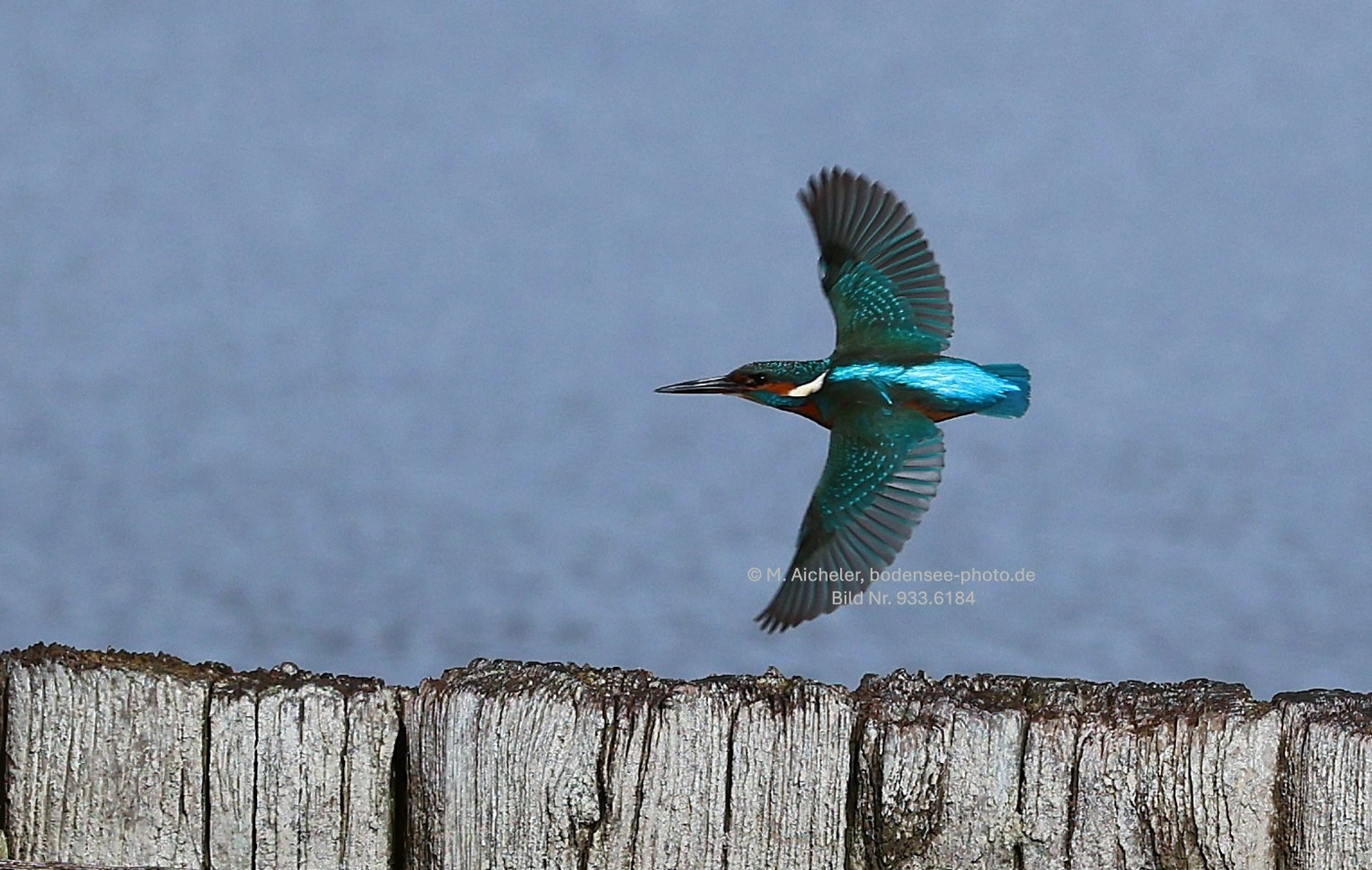 Naturfotografie - Manfred Aicheler -  Wasser- und Feuchtgebiete - Eisvogel