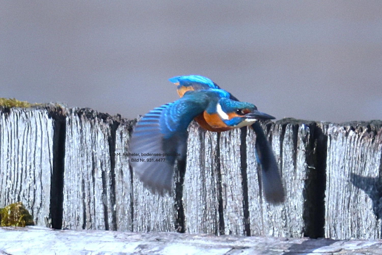Naturfotografie - Manfred Aicheler -  Wasser- und Feuchtgebiete - Eisvogel
