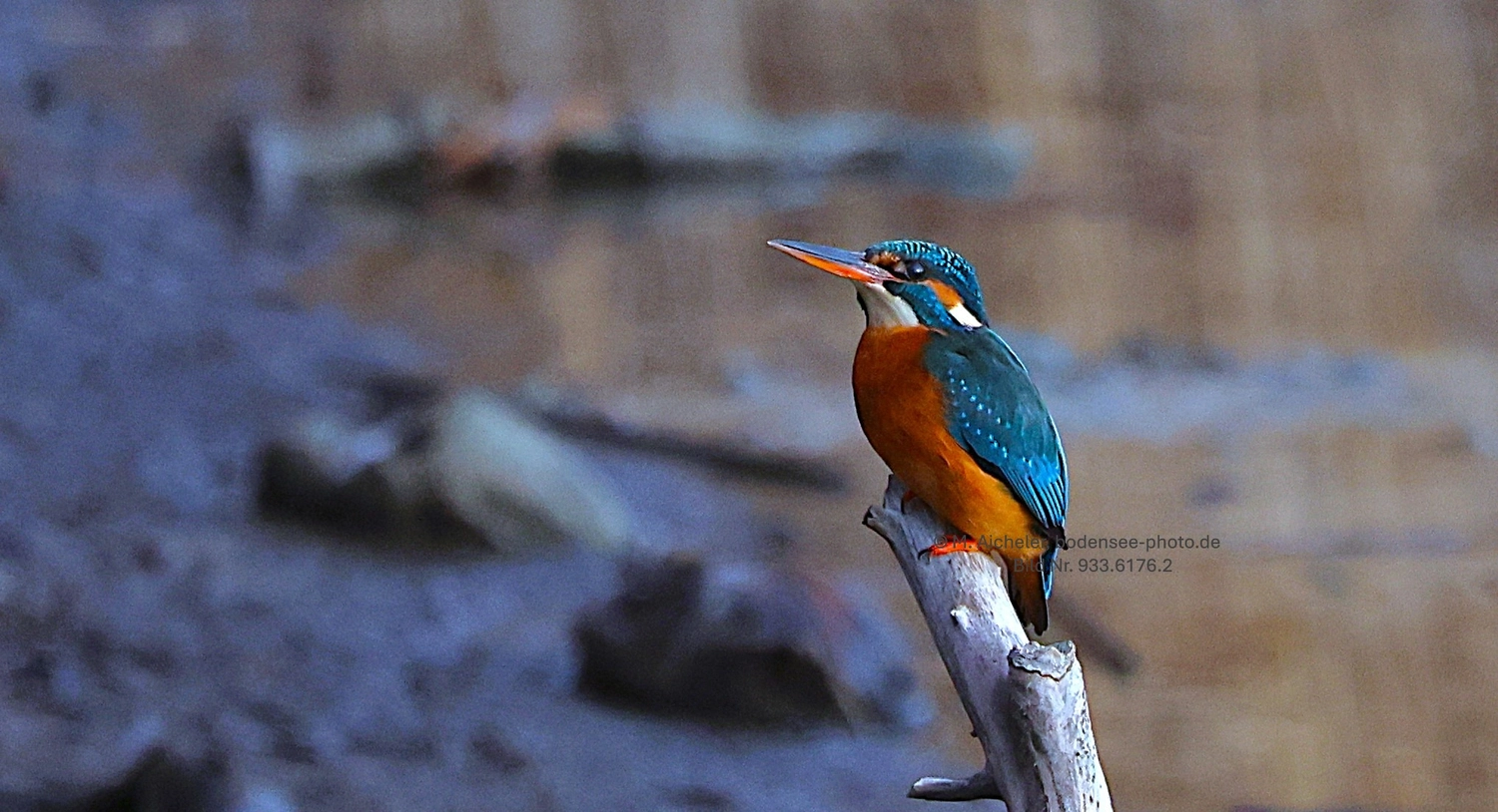 Naturfotografie - Manfred Aicheler -  Wasser- und Feuchtgebiete - Eisvogel