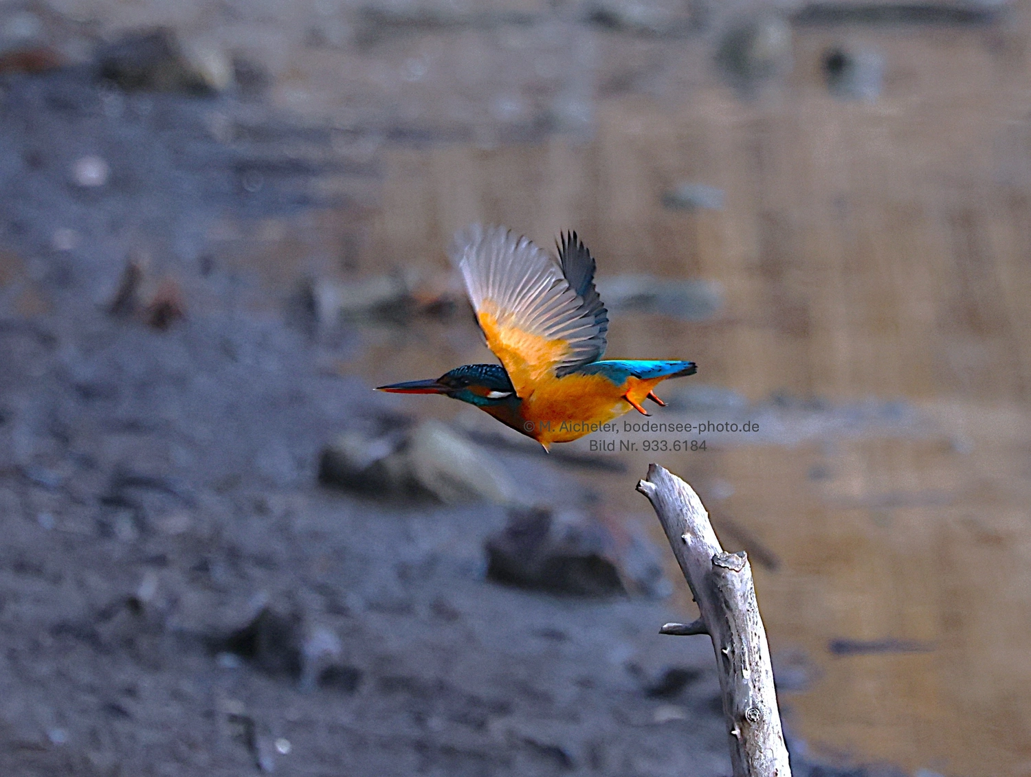 Naturfotografie - Manfred Aicheler -  Wasser- und Feuchtgebiete - Eisvogel