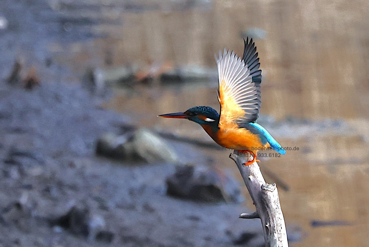 Naturfotografie - Manfred Aicheler -  Wasser- und Feuchtgebiete - Eisvogel