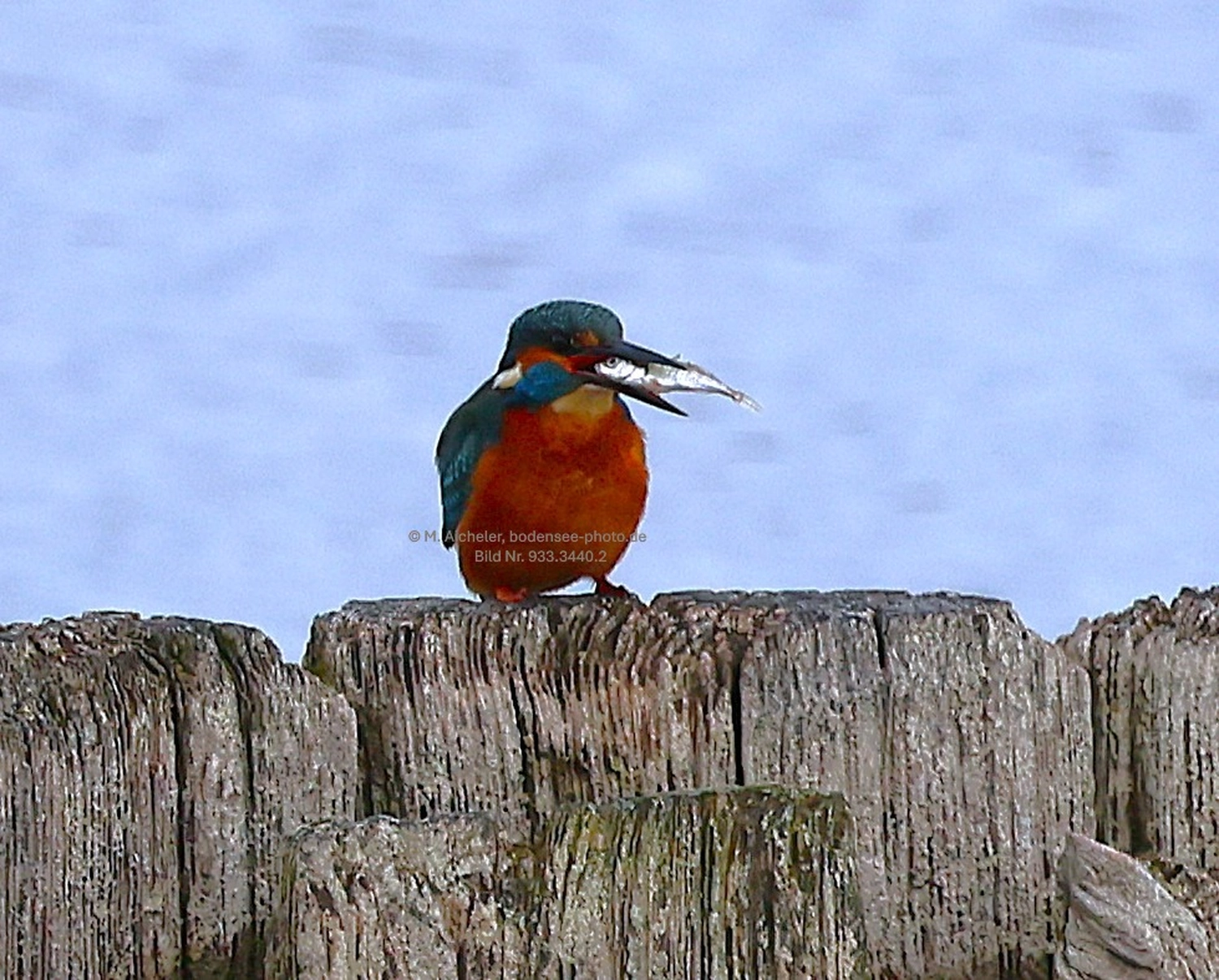 Naturfotografie - Manfred Aicheler -  Wasser- und Feuchtgebiete - Eisvogel