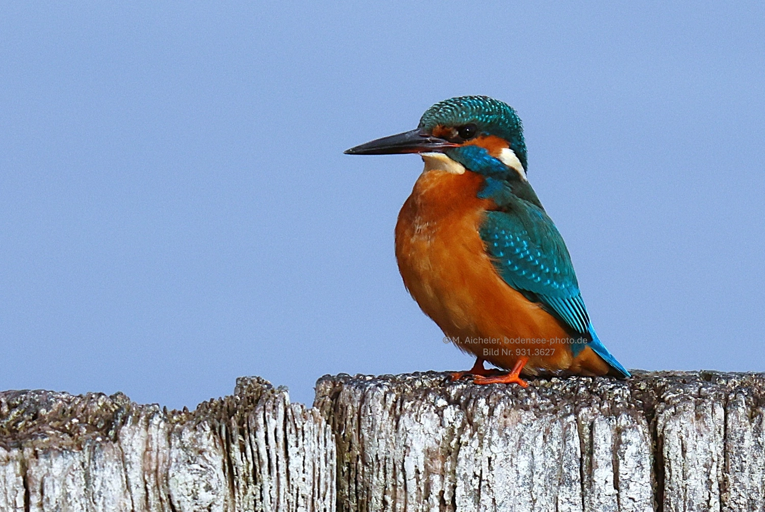Naturfotografie - Manfred Aicheler -  Wasser- und Feuchtgebiete - Eisvogel