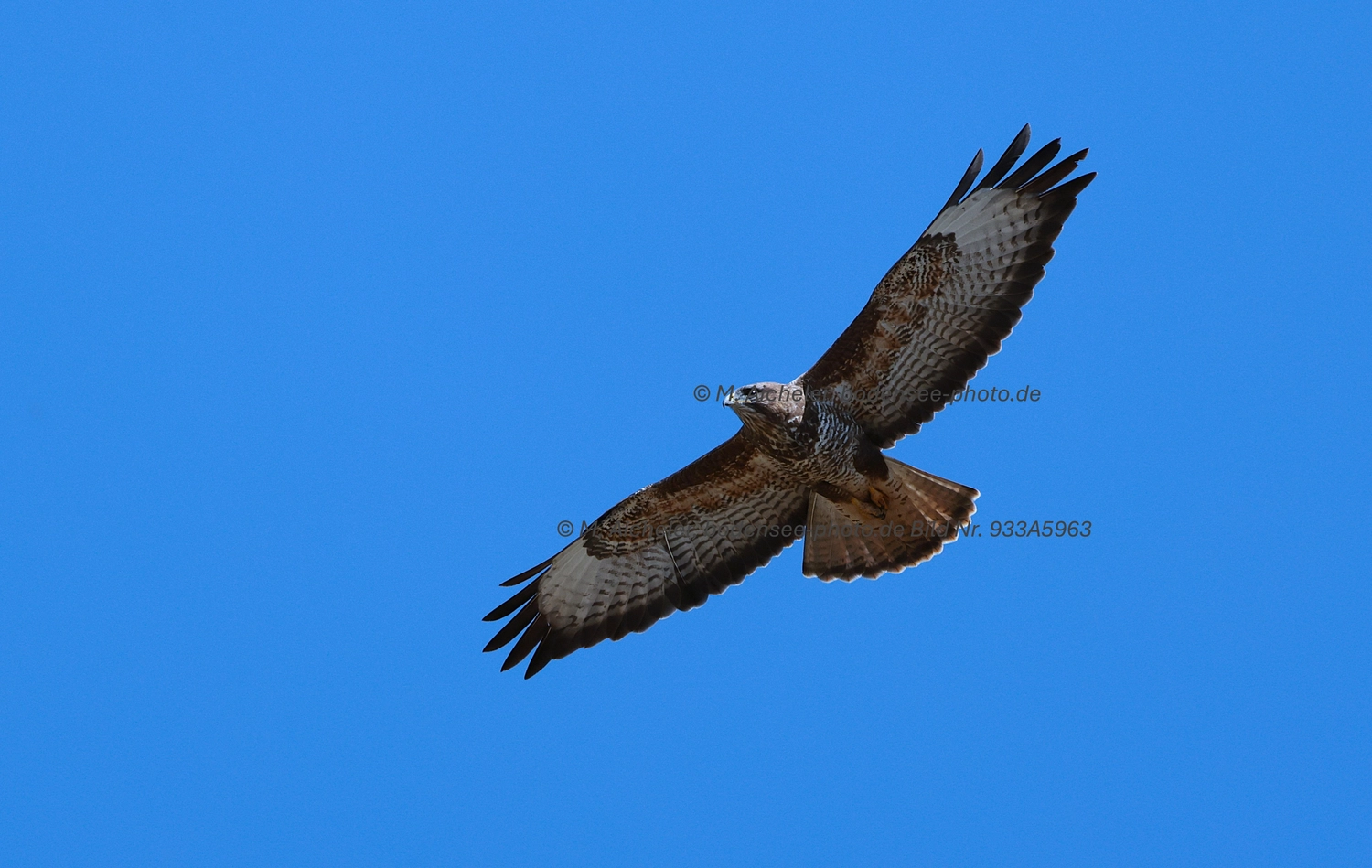 Naturfotografie - Manfred Aicheler -  Wald und Gehölz - Mäusebussard