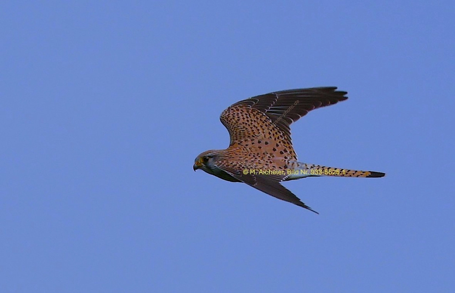 Naturfotografie - Manfred Aicheler -  Wald und Gehölz - Turmfalke