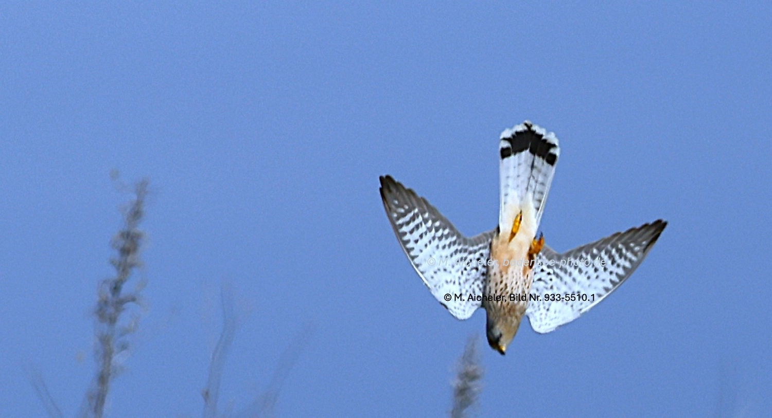 Naturfotografie - Manfred Aicheler -  Wald und Gehölz - Turmfalke