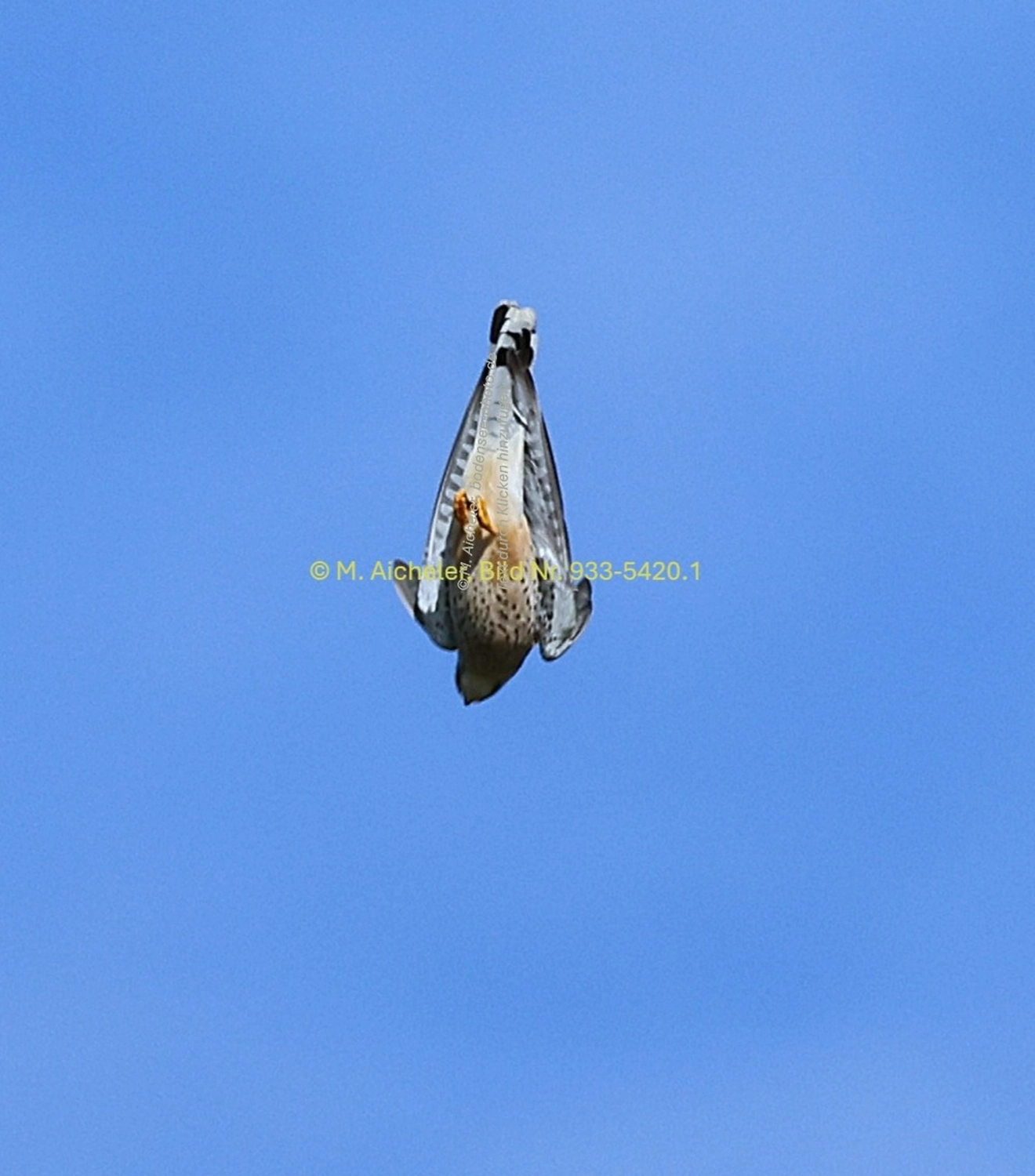 Naturfotografie - Manfred Aicheler -  Wald und Gehölz - Turmfalke