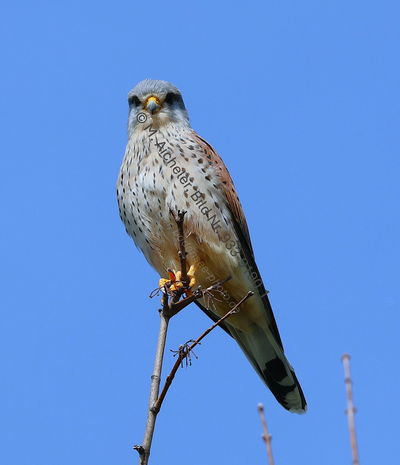Naturfotografie - Manfred Aicheler -  Wald und Gehölz - Turmfalke