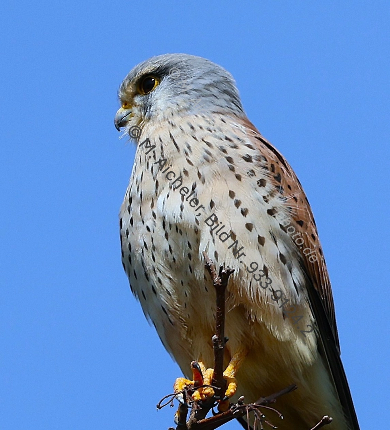 Naturfotografie - Manfred Aicheler -  Wald und Gehölz - Turmfalke
