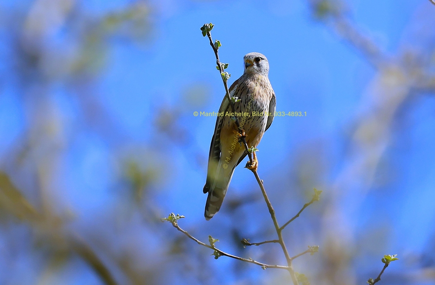 Naturfotografie - Manfred Aicheler -  Wald und Gehölz - Turmfalke