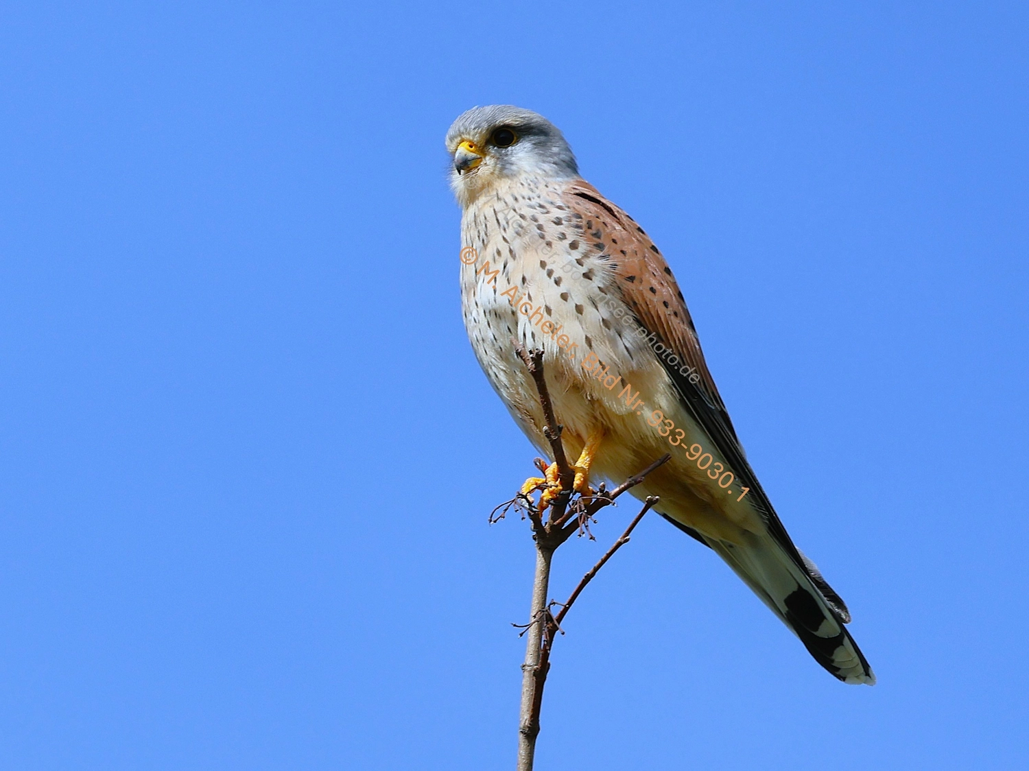 Naturfotografie - Manfred Aicheler -  Wald und Gehölz - Turmfalke