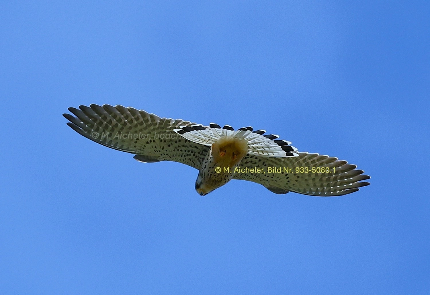 Naturfotografie - Manfred Aicheler -  Wald und Gehölz - Turmfalke