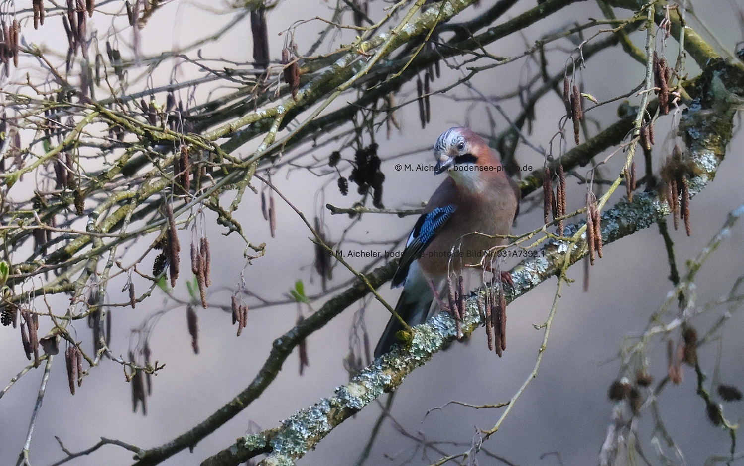 Naturfotografie - Manfred Aicheler -  Wald und Gehölz - Turmfalke