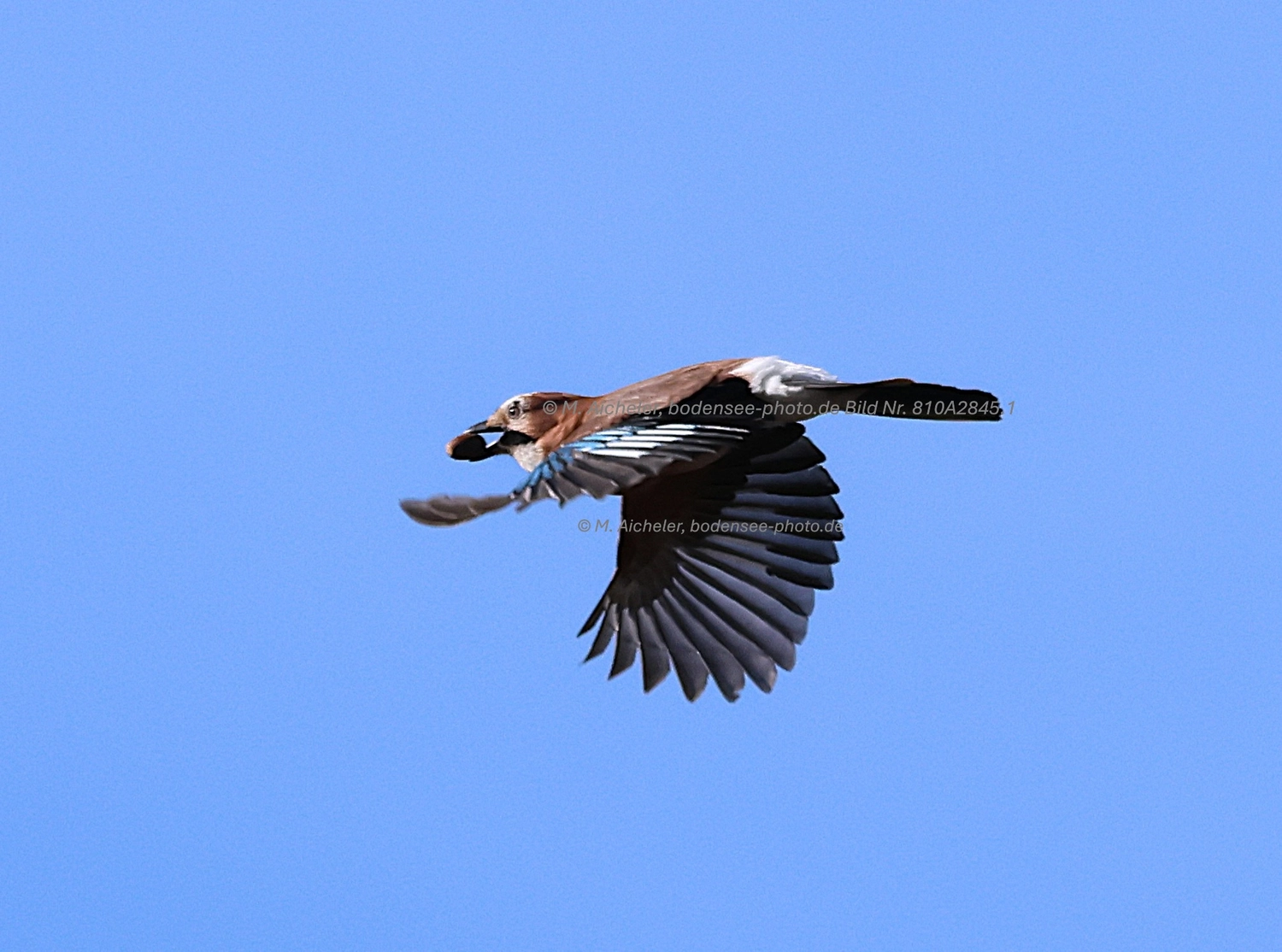Naturfotografie - Manfred Aicheler -  Wald und Gehölz - Turmfalke