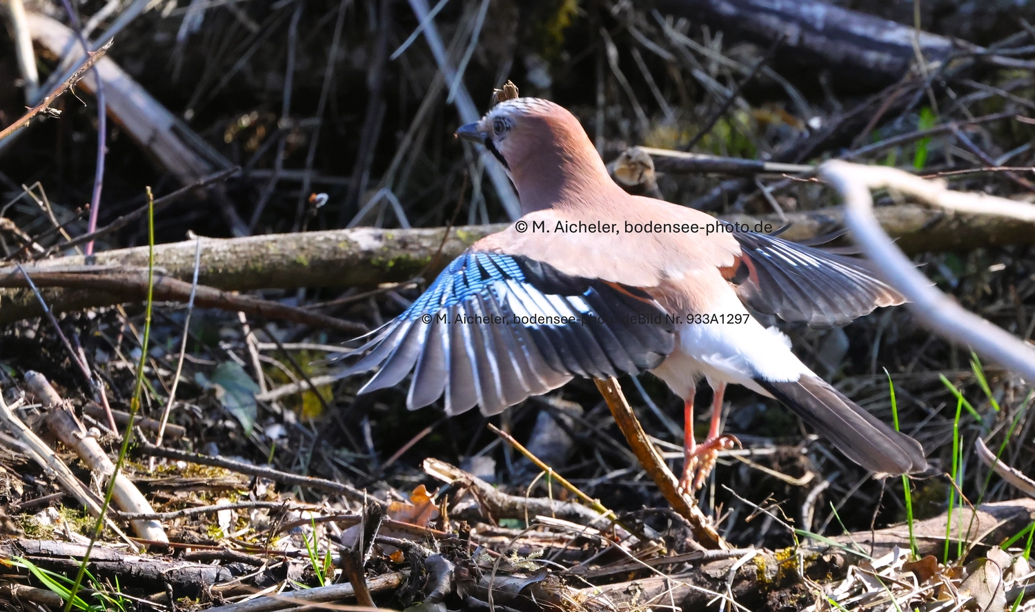 Naturfotografie - Manfred Aicheler -  Wald und Gehölz - Turmfalke