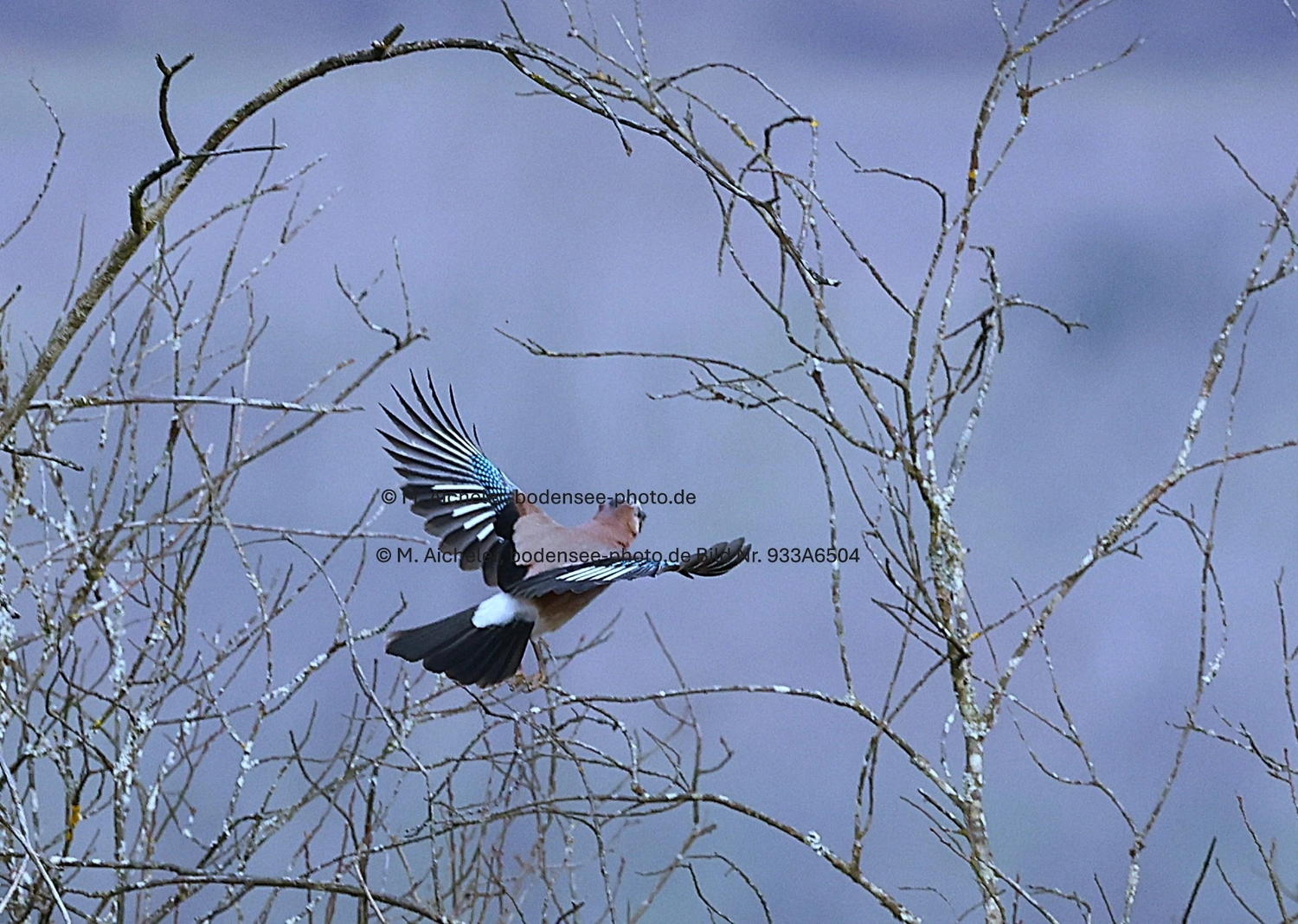 Naturfotografie - Manfred Aicheler -  Wald und Gehölz - Turmfalke