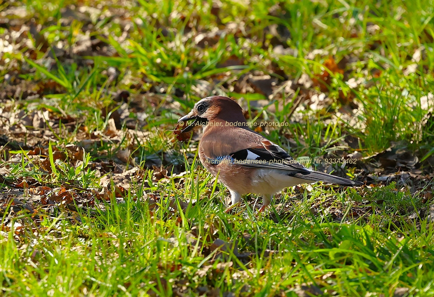 Naturfotografie - Manfred Aicheler -  Wald und Gehölz - Turmfalke