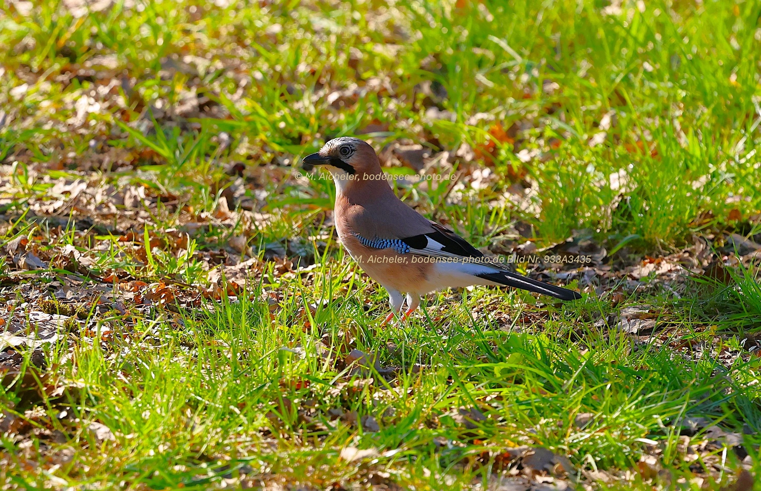 Naturfotografie - Manfred Aicheler -  Wald und Gehölz - Turmfalke
