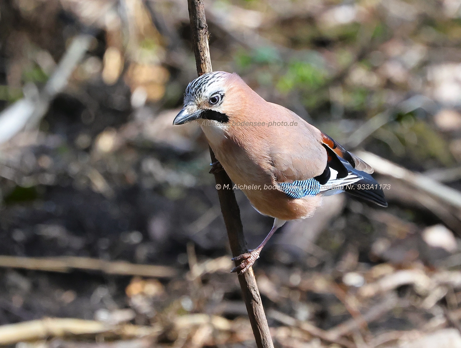 Naturfotografie - Manfred Aicheler -  Wald und Gehölz - Höhepunkte der Vögel