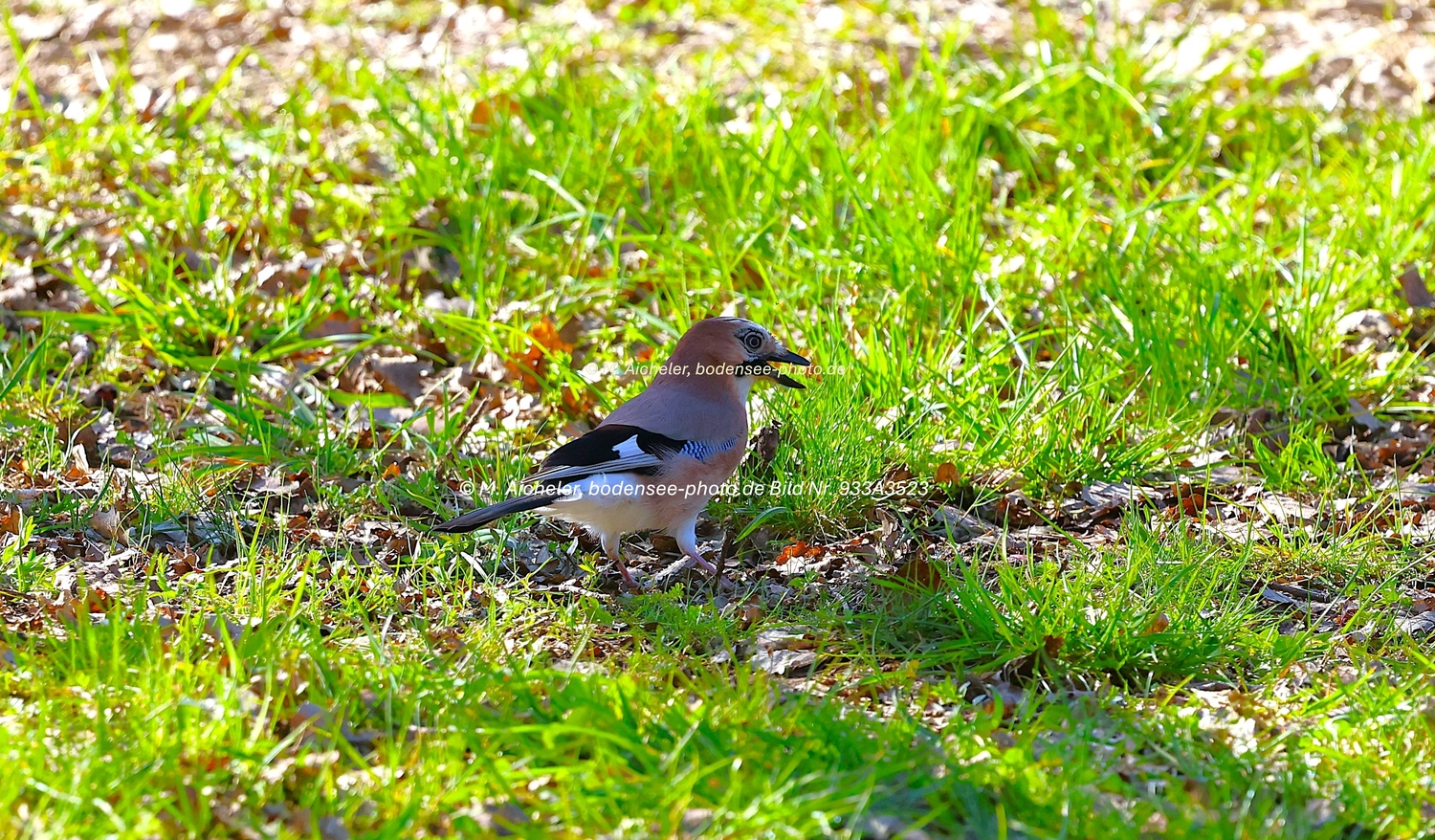 Naturfotografie - Manfred Aicheler -  Wald und Gehölz - Turmfalke