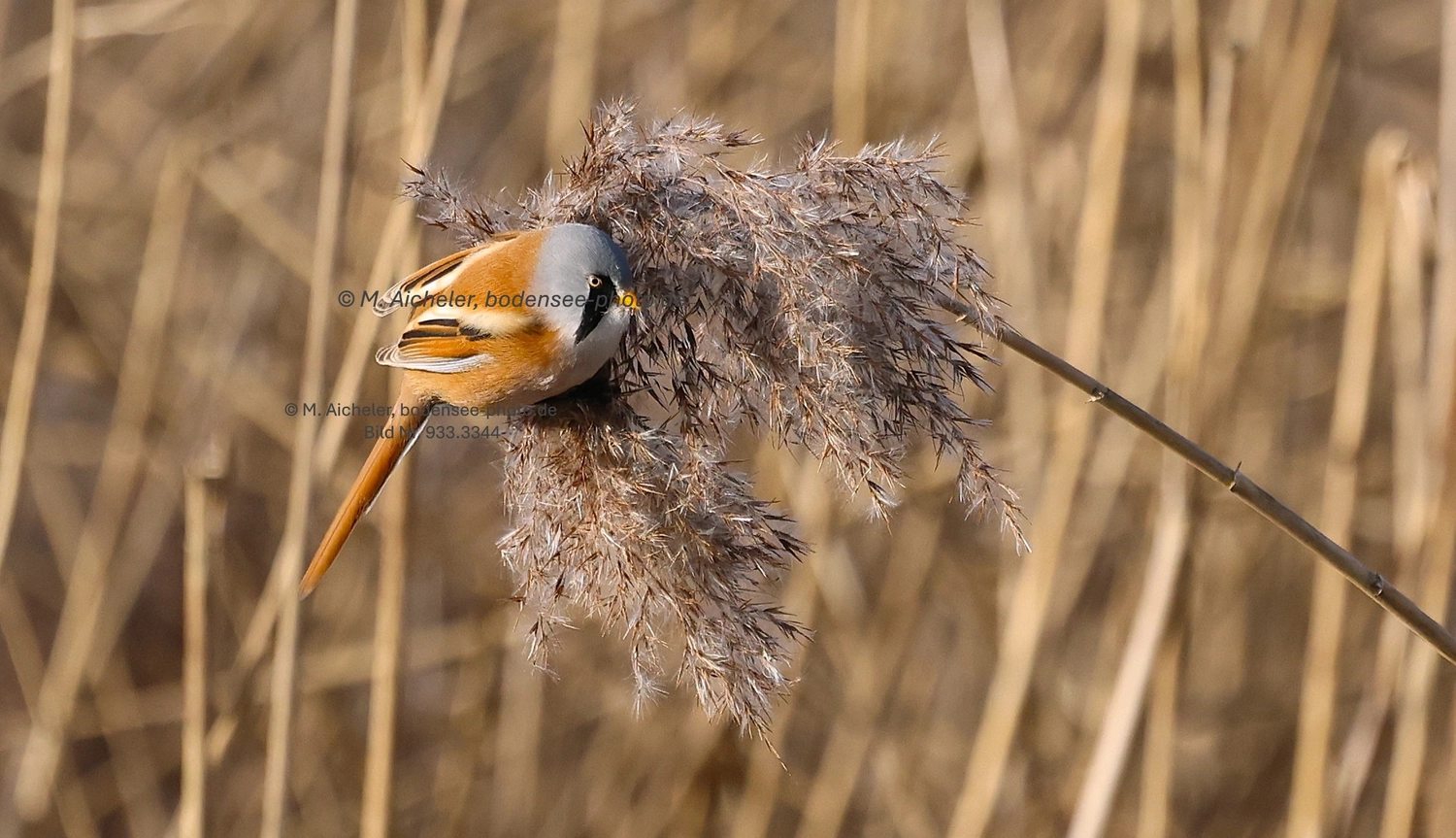 Naturfotografie - Manfred Aicheler -  Wasser- und Feuchtgebiete - Weißstorch