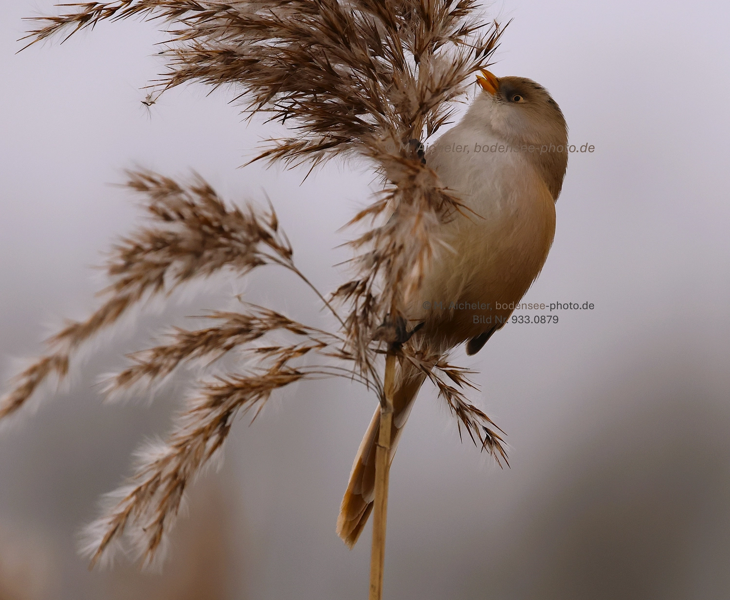 Naturfotografie - Manfred Aicheler -  Wasser- und Feuchtgebiete - Weißstorch