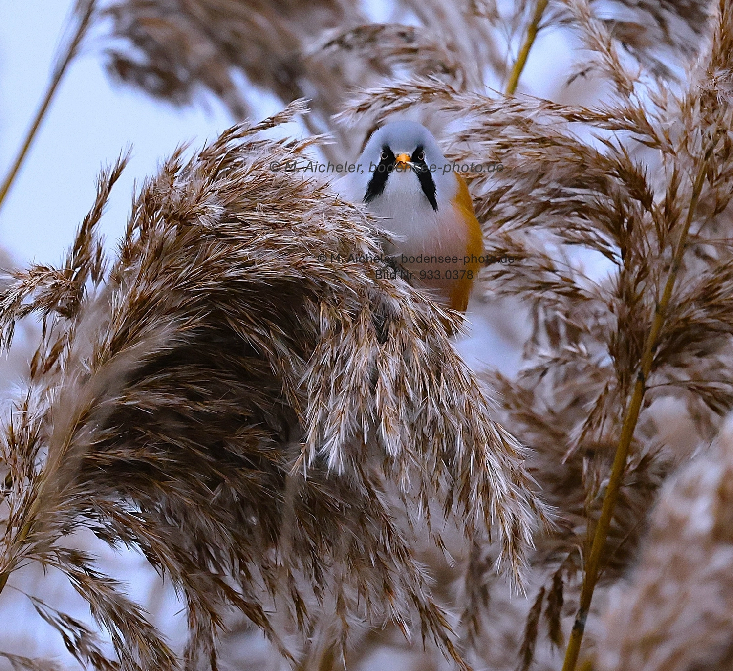 Naturfotografie - Manfred Aicheler -  Wasser- und Feuchtgebiete - Höhepunkte der Vögel