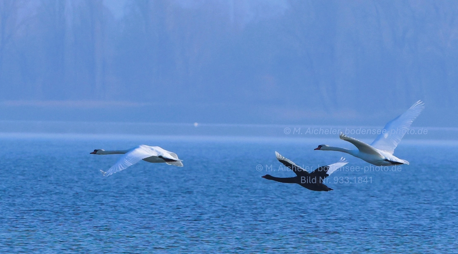Naturfotografie - Manfred Aicheler -  Wasser- und Feuchtgebiete - Weißstorch