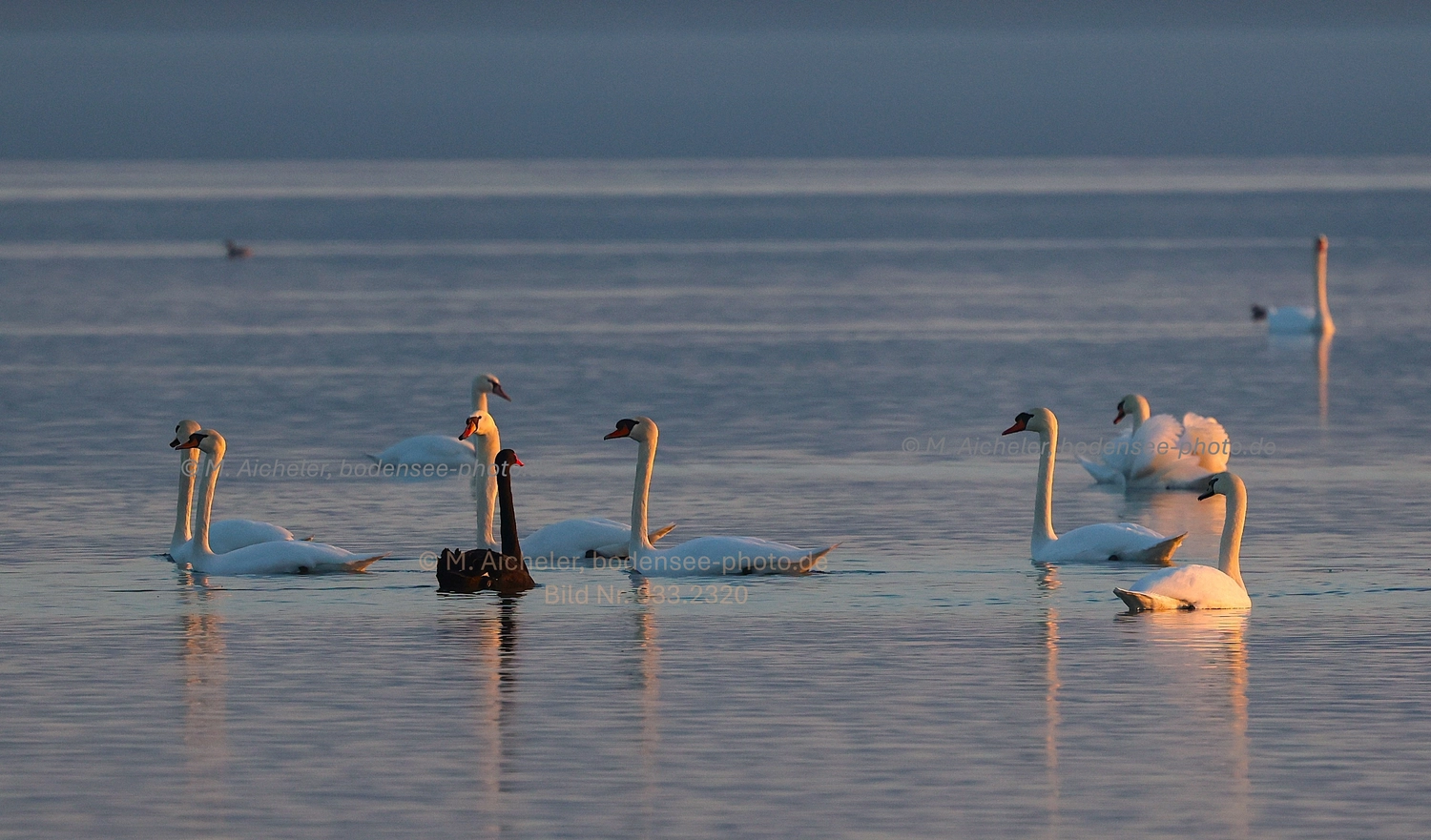 Naturfotografie - Manfred Aicheler -  Wasser- und Feuchtgebiete - Weißstorch