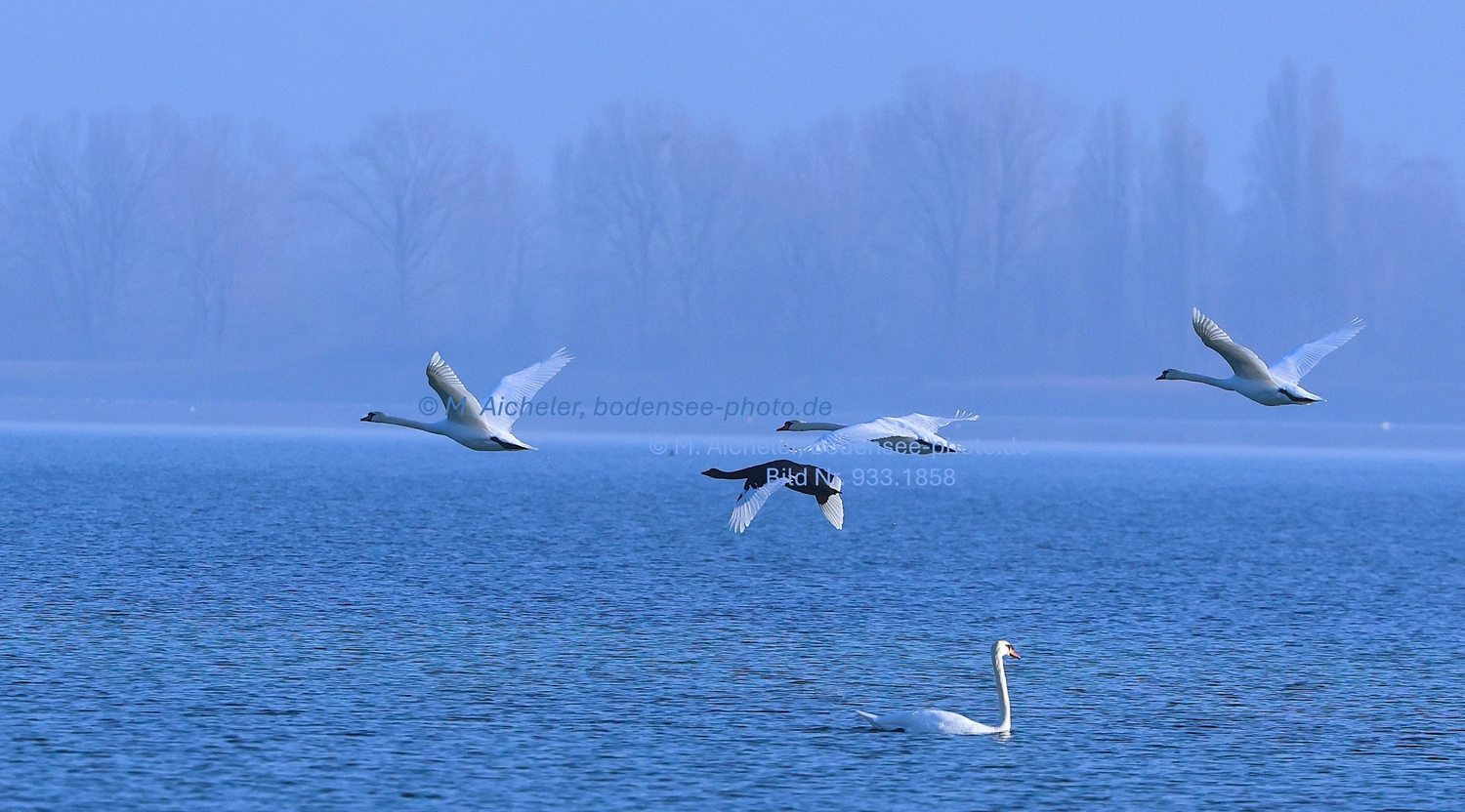 Naturfotografie - Manfred Aicheler -  Wasser- und Feuchtgebiete - Weißstorch