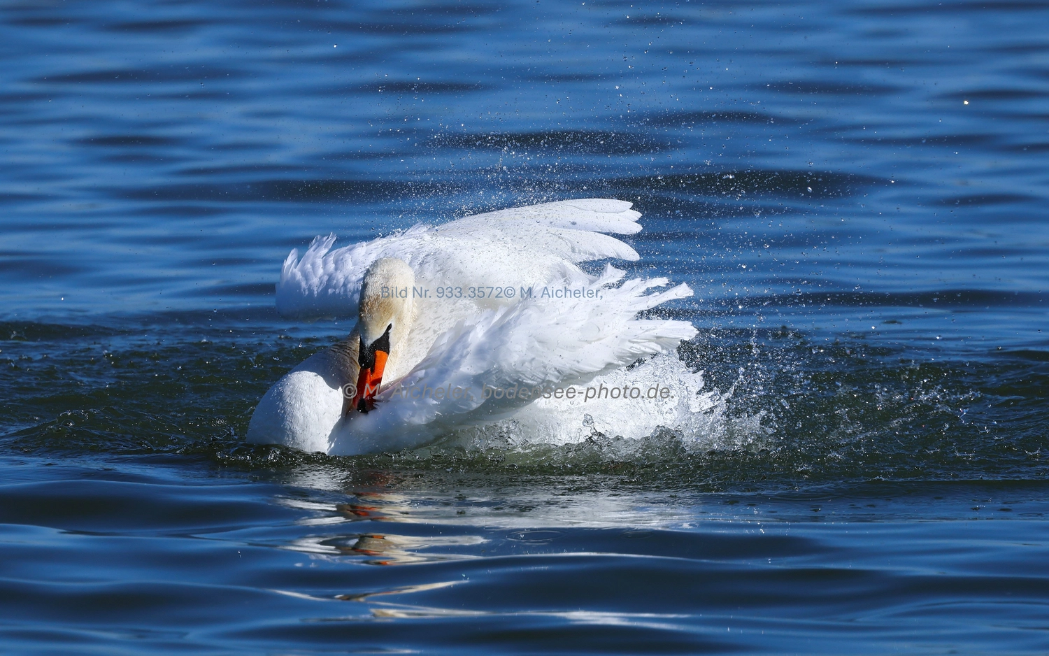Naturfotografie - Manfred Aicheler -  Wasser- und Feuchtgebiete - Höhepunkte der Vögel