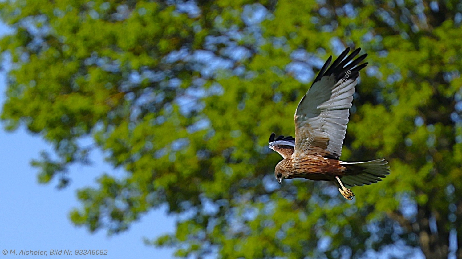 Naturfotografie - Manfred Aicheler -  Wasser- und Feuchtgebiete - Weißstorch